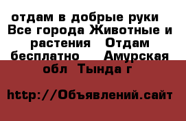 отдам в добрые руки - Все города Животные и растения » Отдам бесплатно   . Амурская обл.,Тында г.